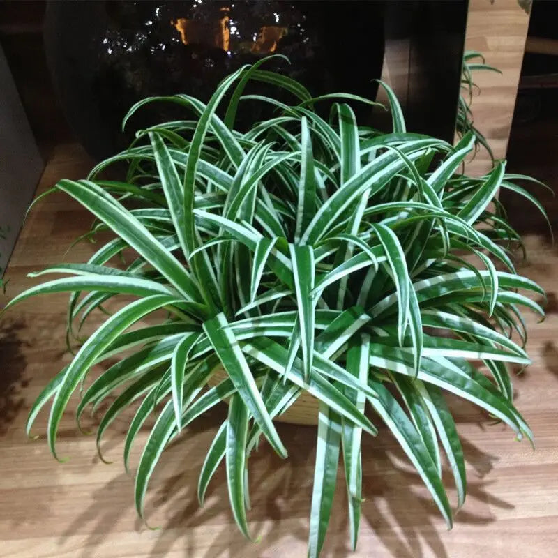 Artificial Green Chlorophytum Plant Fake Silk Orchid Leaves Grass Plant Floral Home Garden Decoration